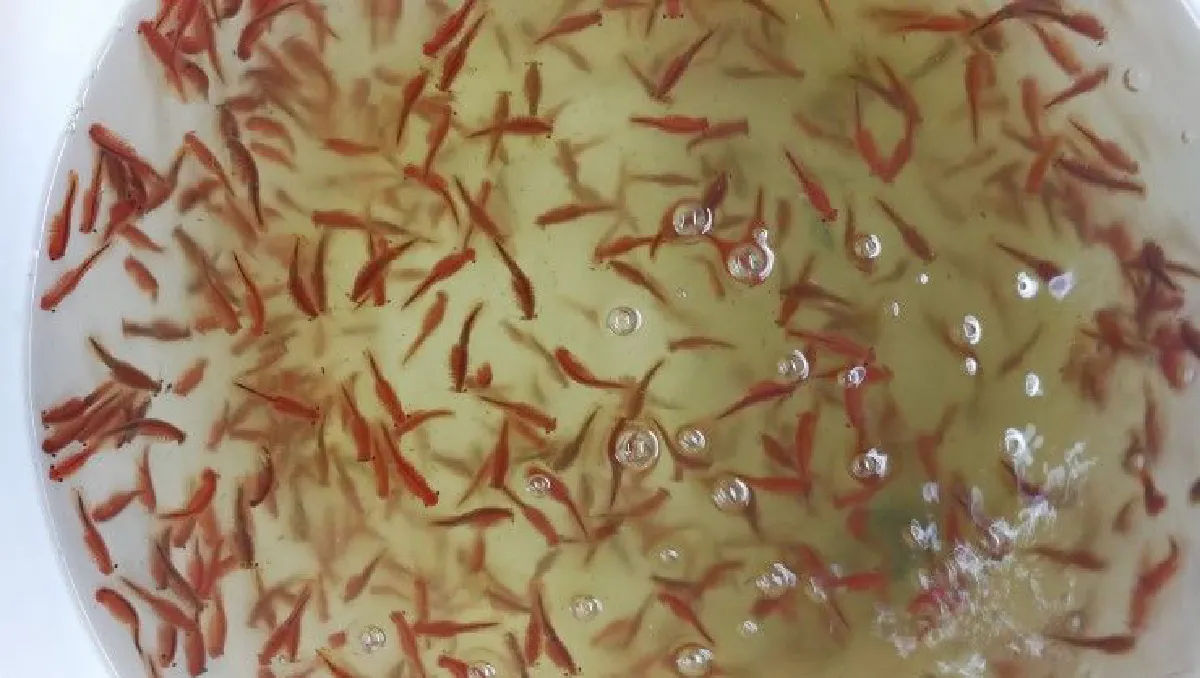 "Algaeba"สร้าง AgTech เพื่อการทำฟาร์มประมง-อุตสาหกรรมสัตว์น้ำ