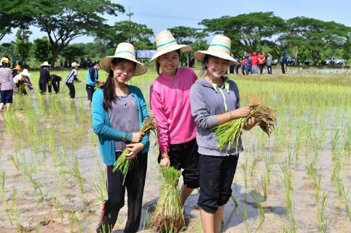 สอนคนเจนวาย ‘ให้รู้เรื่องข้าว’