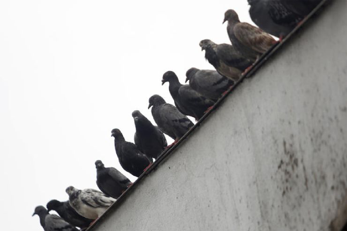 ระวังนกพิราบ! หนูท่ออากาศ ระวังนกพิราบ! หนูท่ออากาศ
