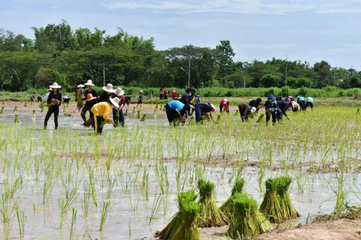 สอนคนเจนวาย ‘ให้รู้เรื่องข้าว’