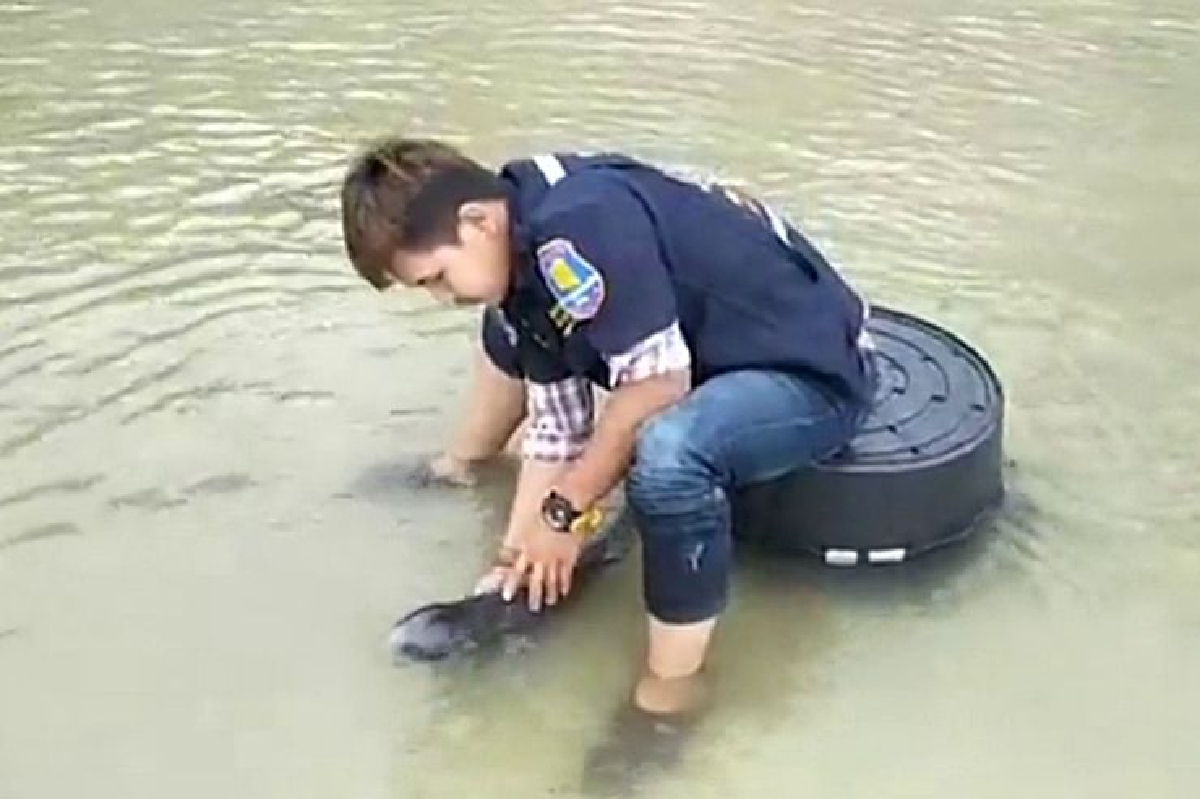 นาทีชีวิต!ลูกโลมาหัวบาตรขนาดเล็กถูกคลื่นซัดเกยชายฝั่ง นาทีชีวิต!ลูกโลมาหัวบาตรขนาดเล็กถูกคลื่นซัดเกยชายฝั่ง