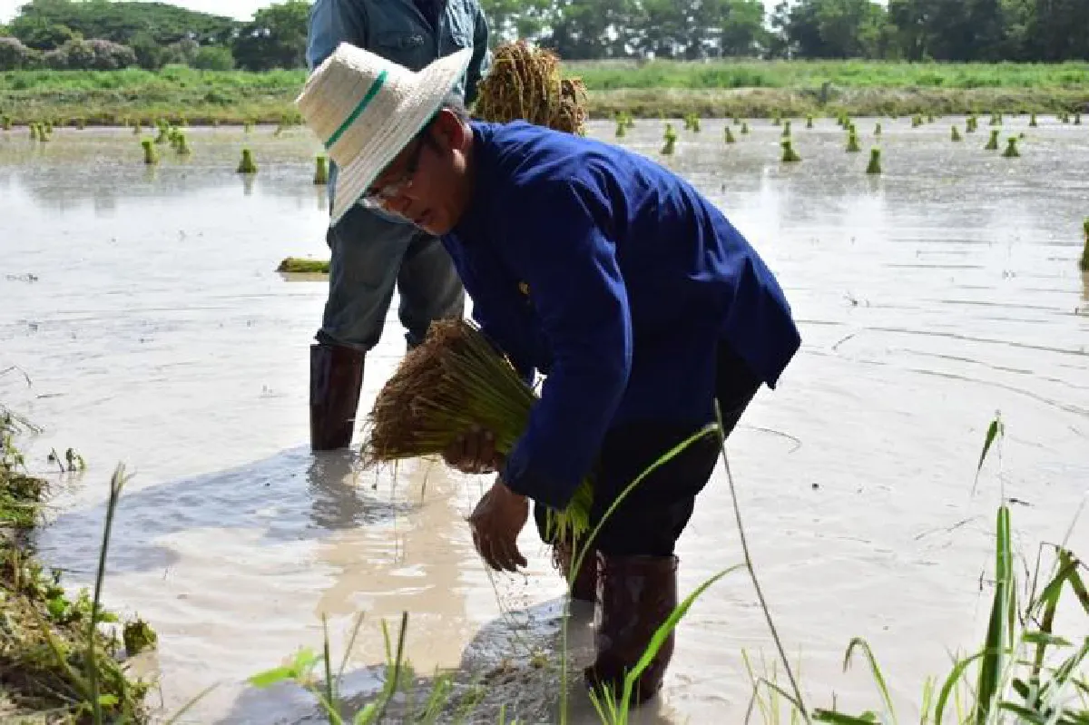 สอนคนเจนวาย ‘ให้รู้เรื่องข้าว’