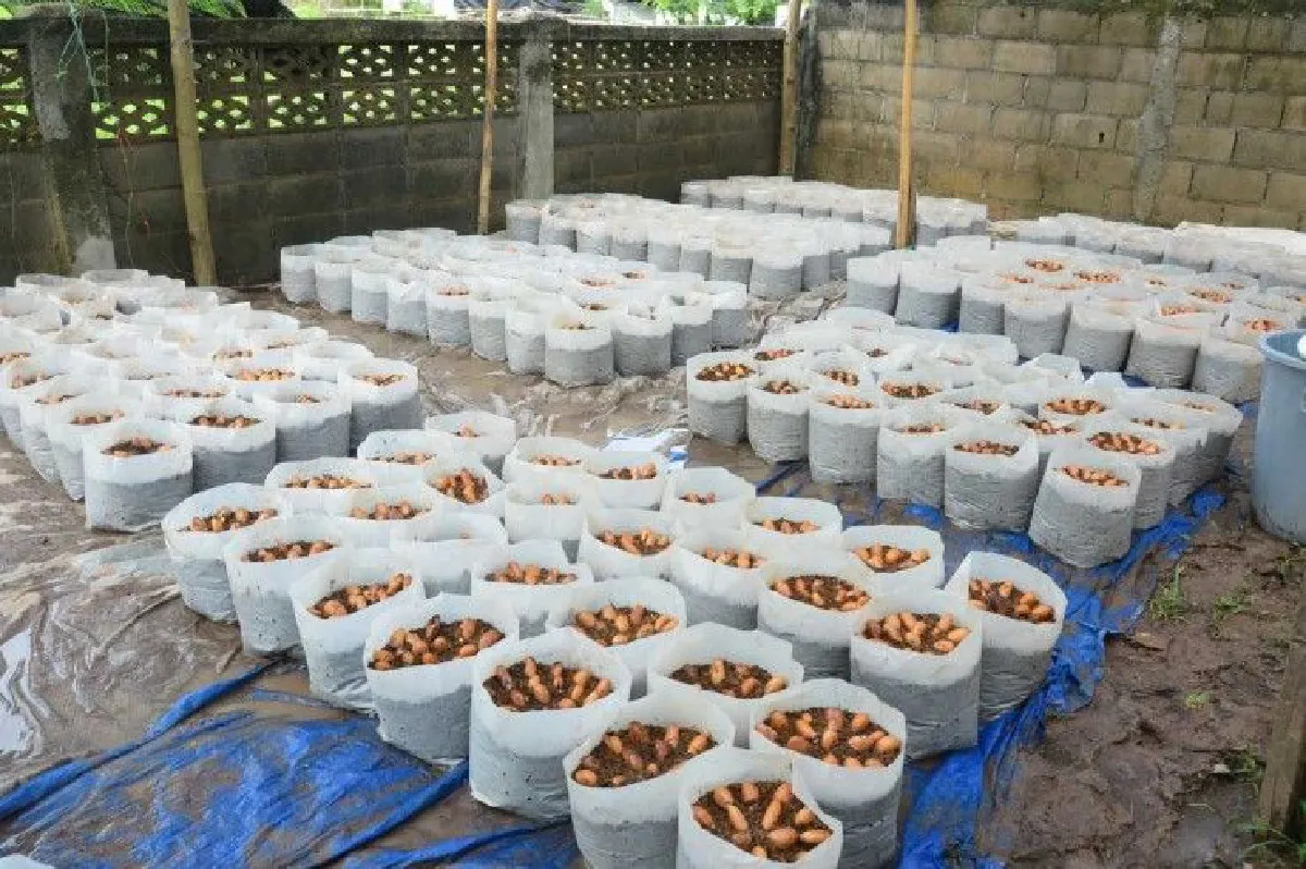 ทุเรียนราคาพุ่ง! ส่งผลเกษตรกรเพาะต้นกล้าทุเรียนขายสร้างรายได้งาม