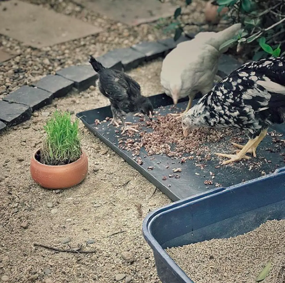 ชีวิตร่มรื่น! เปิดบ้าน “อ้น สราวุธ” กับมุมส่วนตัวแสนรื่นรมย์ พร้อมสัตว์เลี้ยงต่างๆ