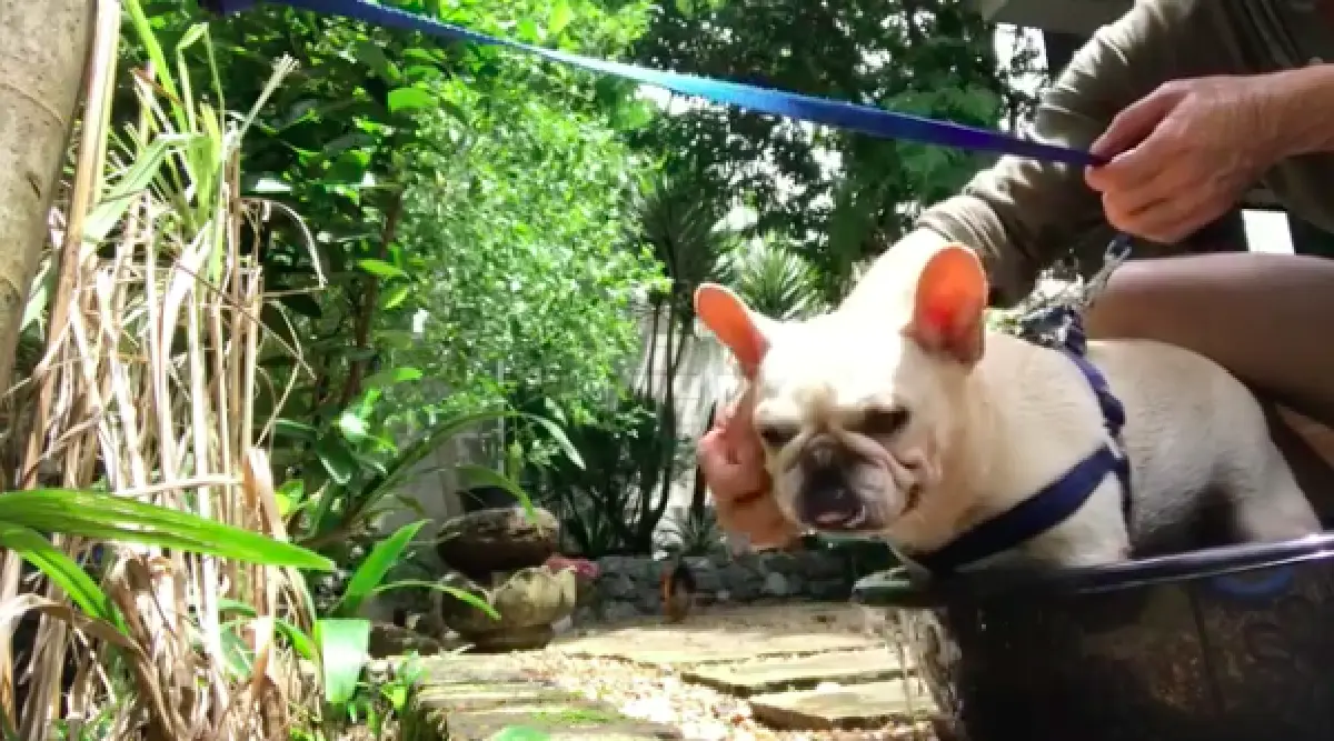 ชีวิตร่มรื่น! เปิดบ้าน “อ้น สราวุธ” กับมุมส่วนตัวแสนรื่นรมย์ พร้อมสัตว์เลี้ยงต่างๆ