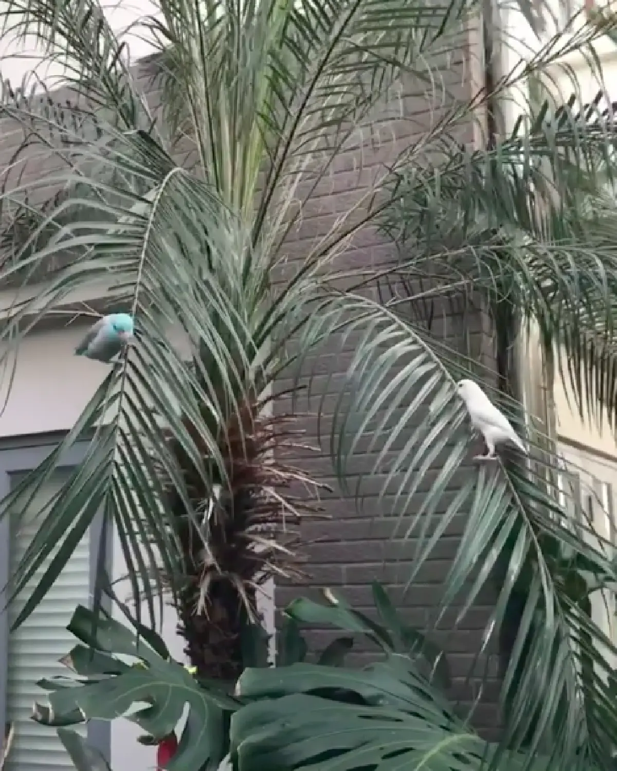 ชีวิตร่มรื่น! เปิดบ้าน “อ้น สราวุธ” กับมุมส่วนตัวแสนรื่นรมย์ พร้อมสัตว์เลี้ยงต่างๆ