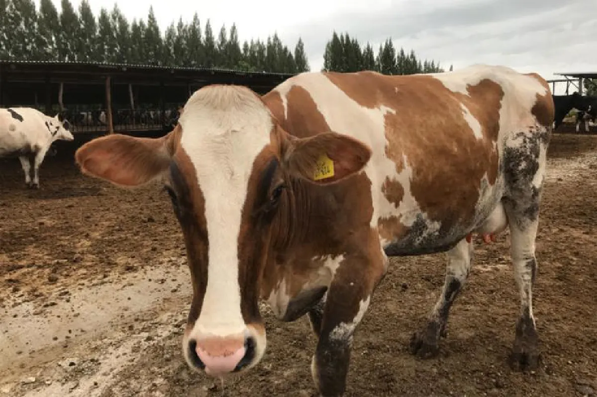 วิชิต พยุหนาวีชัย ‘ขอขูดขี้วัวอย่างมีความสุข’