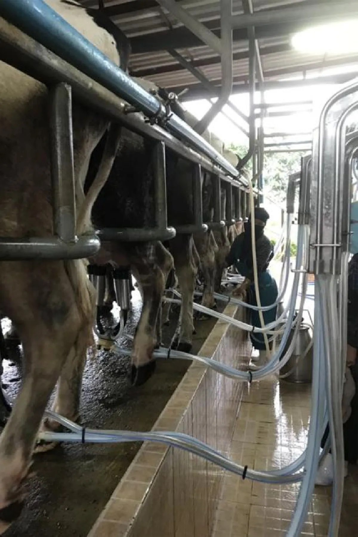 วิชิต พยุหนาวีชัย ‘ขอขูดขี้วัวอย่างมีความสุข’