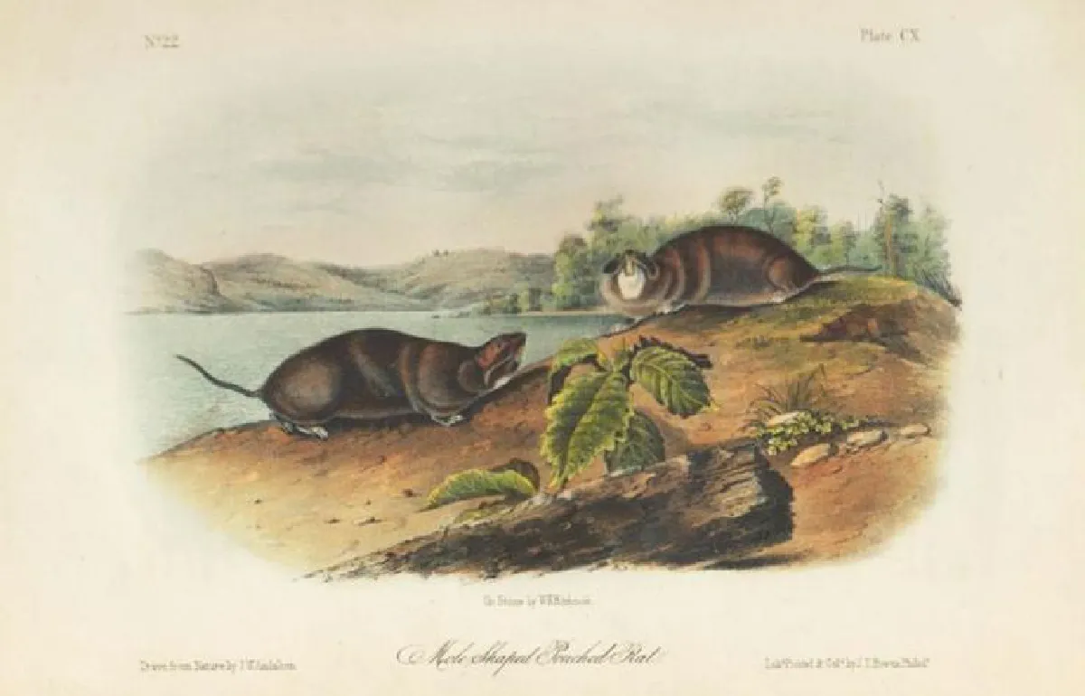 งดงามภาพพิมพ์ธรรมชาติ