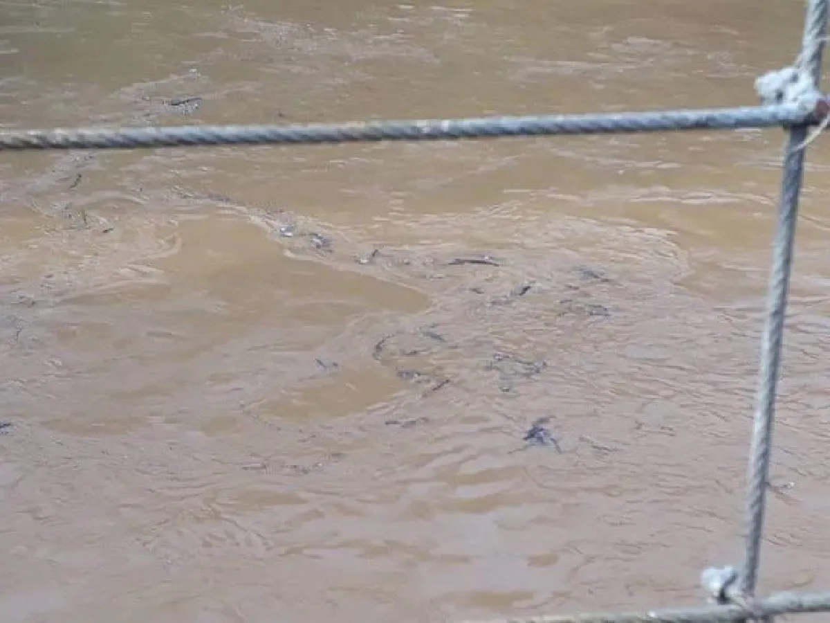 เผย "บุกรุกป่าต้นน้ำ" สาเหตุหลักน้ำเขื่อนแก่งกระจานล้น