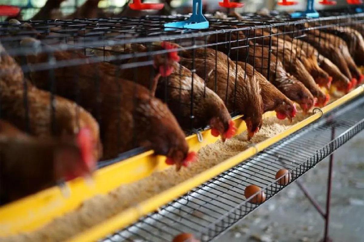 โครงการพอเพียงเลี้ยงไก่ไข่ หนุนโรงเรียนมีกินยั่งยืน