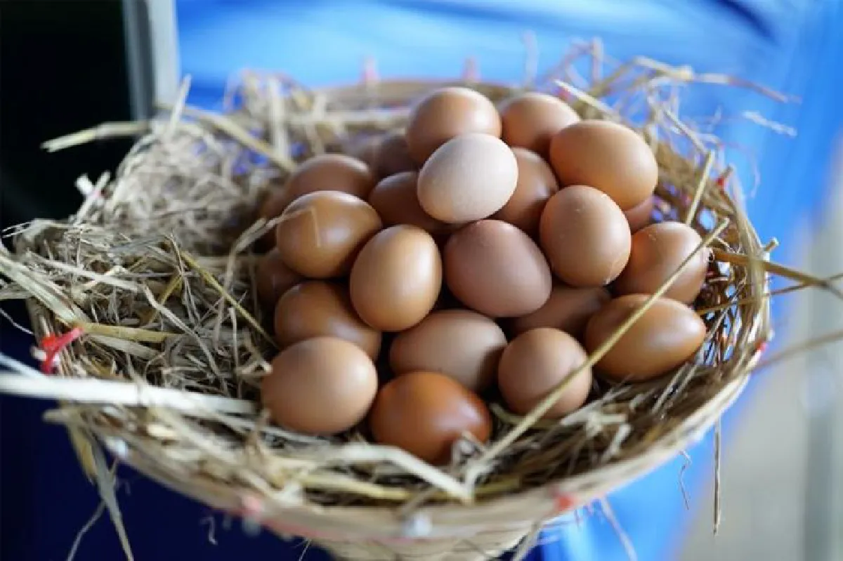 โครงการพอเพียงเลี้ยงไก่ไข่ หนุนโรงเรียนมีกินยั่งยืน