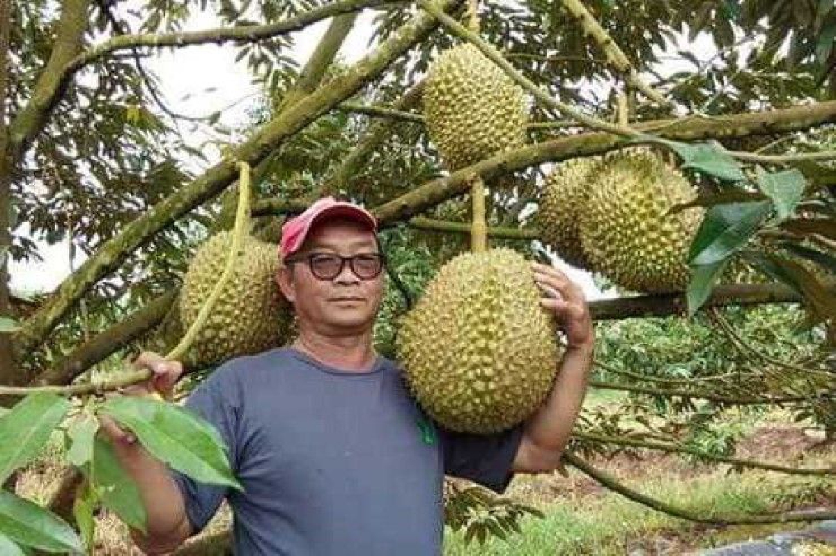ชาวสวนเมืองตากเปิดประมูลทุเรียนหมอนทองยักษ์ลูกละ18โล ราคาพุ่งกว่า7หมื่น ชาวสวนเมืองตากเปิดประมูลทุเรียนหมอนทองยักษ์ลูกละ18โล ราคาพุ่งกว่า7หมื่น