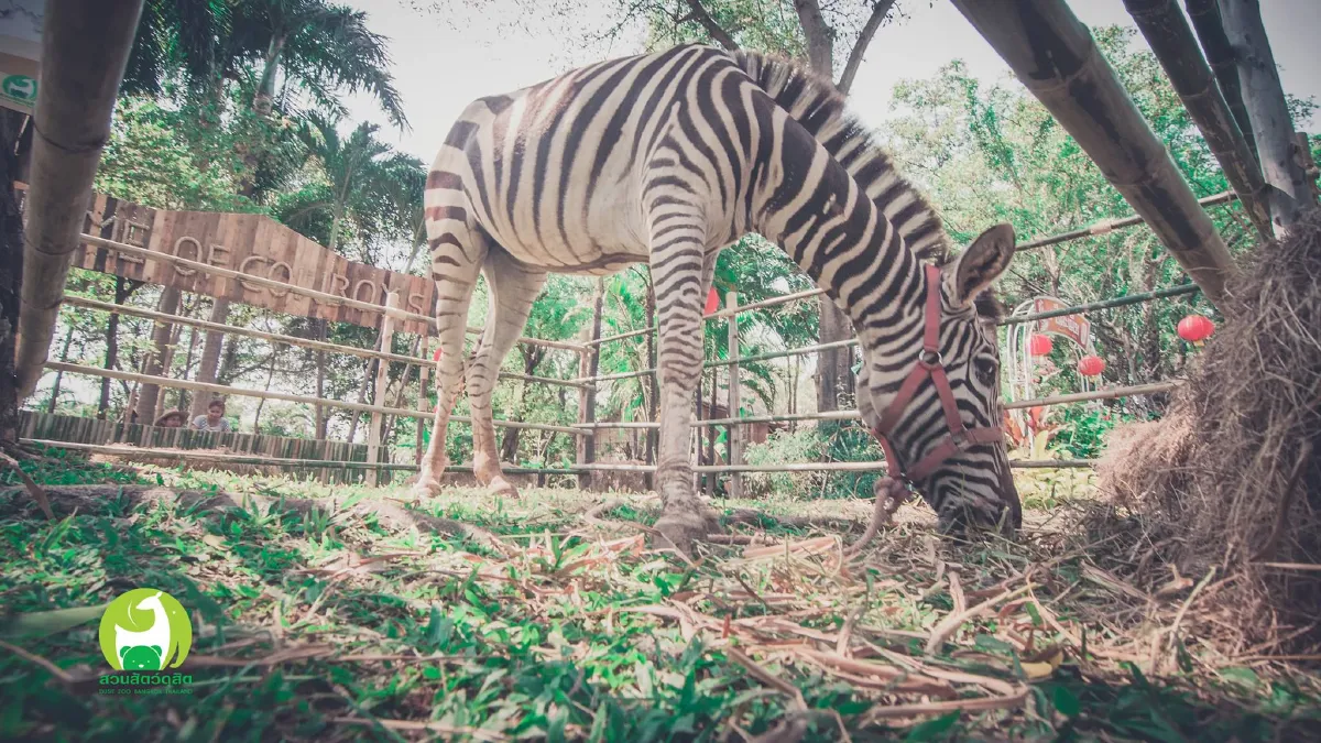 "สวนสัตว์ดุสิต" เปิดให้เที่ยวชมที่เก่าถึงสิ้นเดือนนี้ ก่อนย้ายไปคลอง6