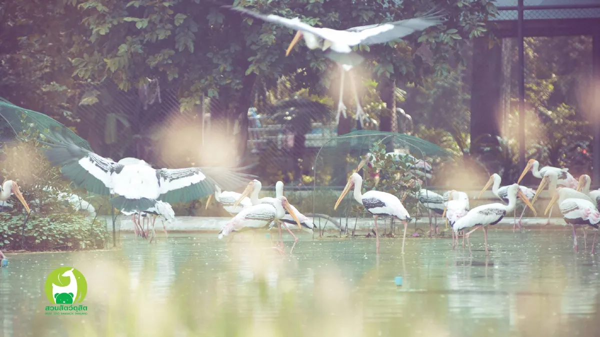 "สวนสัตว์ดุสิต" เปิดให้เที่ยวชมที่เก่าถึงสิ้นเดือนนี้ ก่อนย้ายไปคลอง6