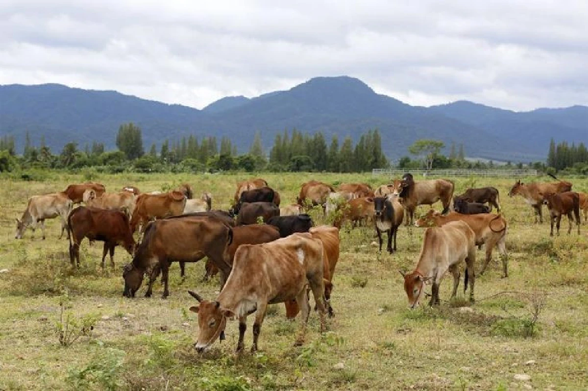 จากพื้นที่สีแดงกลายเป็นดินแดนสีเขียว กรีนบุรี กุยบุรี