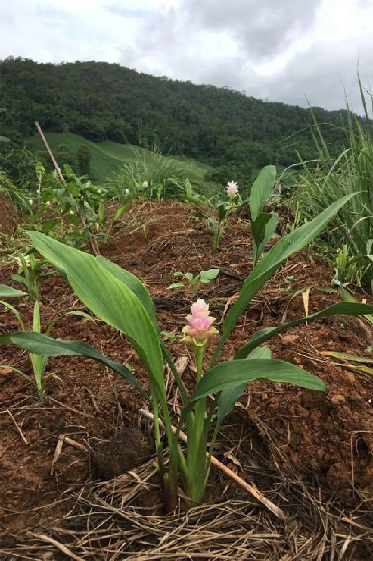 บ้านไร่ทองสุข เกษตรผสมผสาน สร้างฟาร์มเติบโต