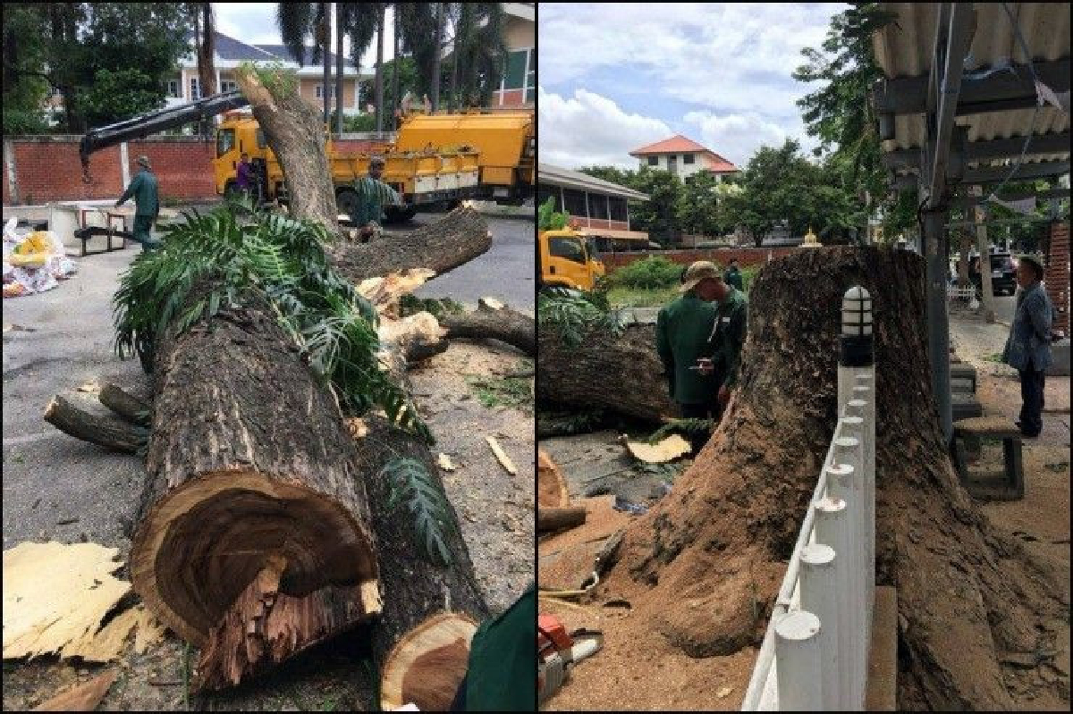 สมาคมต่อต้านโลกร้อน เตรียมฟ้อง กทม.ปมโค่นต้นจามจุรีอายุ 50 ปี สมาคมต่อต้านโลกร้อน เตรียมฟ้อง กทม.ปมโค่นต้นจามจุรีอายุ 50 ปี