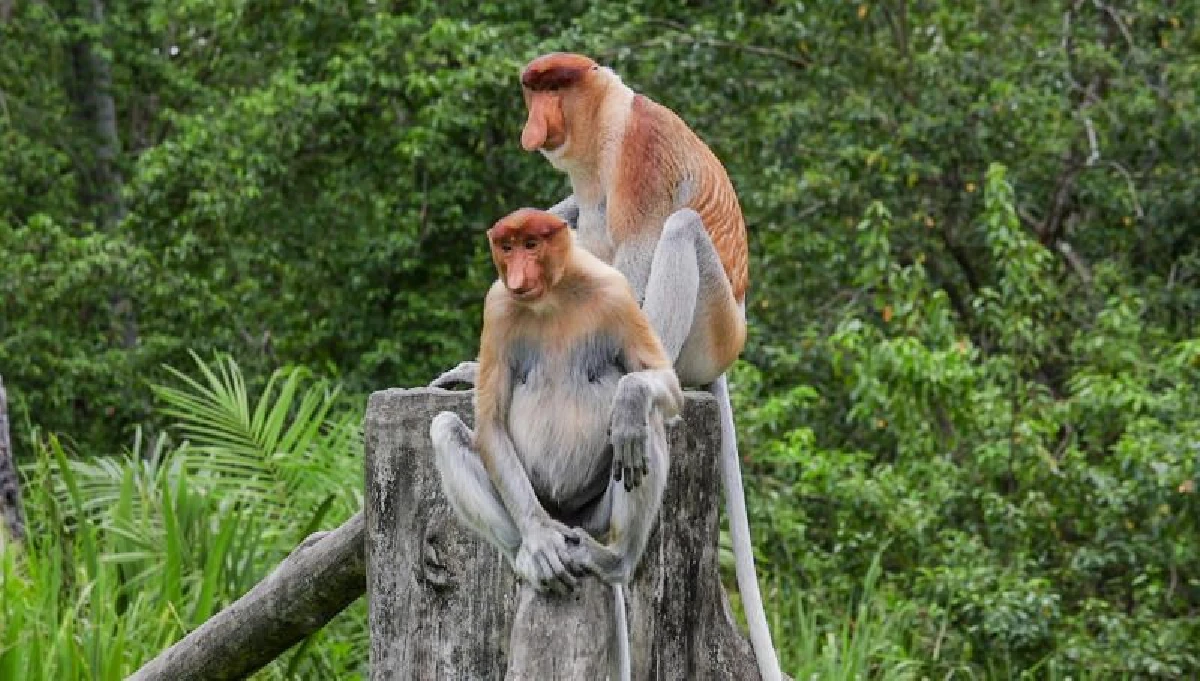 เสน่ห์ธรรมชาติบริสุทธิ์ บนเกาะบอร์เนียว