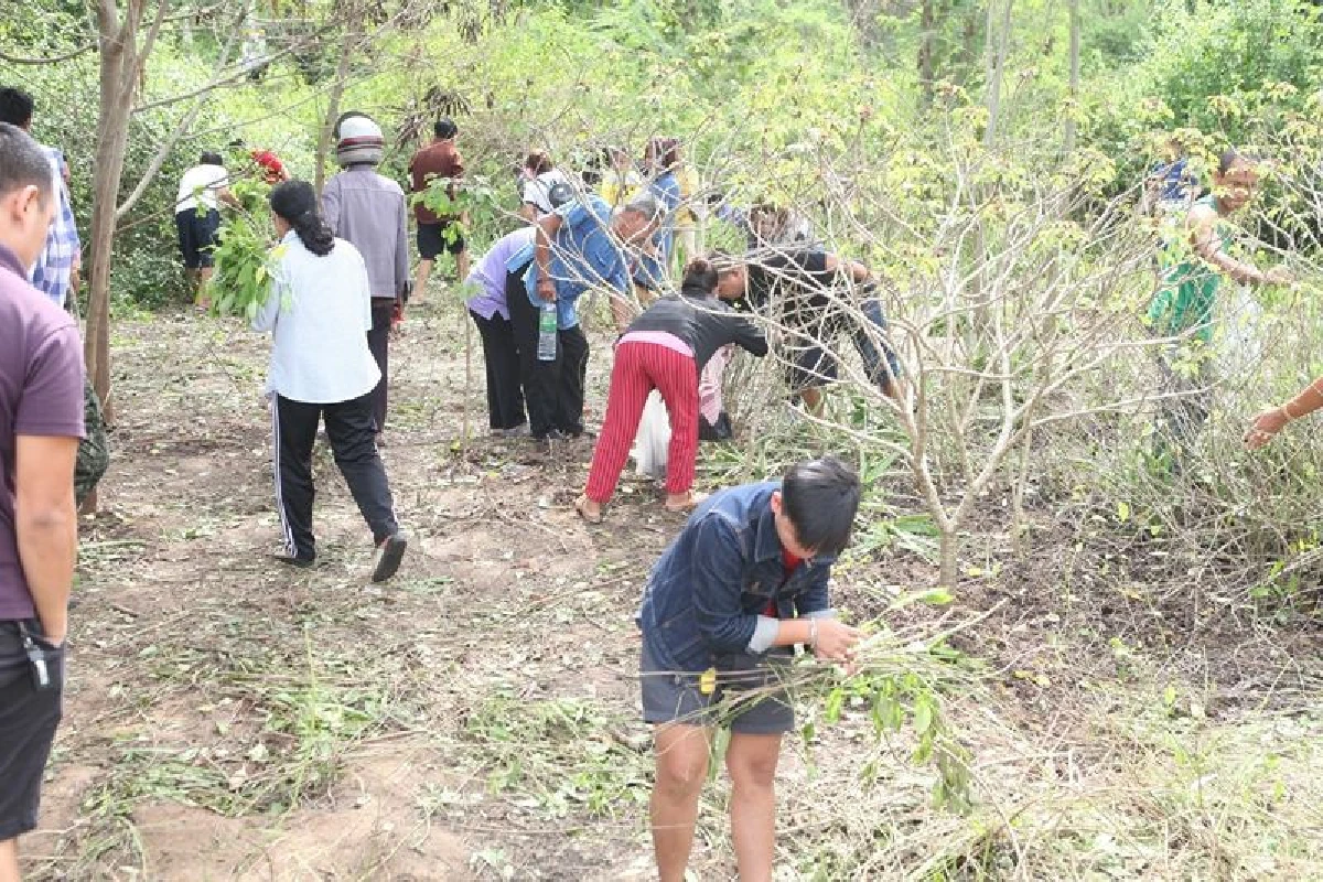 คุณยายเปิดพื้นที่14ไร่ให้คนเก็บต้นอังกาบหนูไปรักษามะเร็ง-เบาหวาน