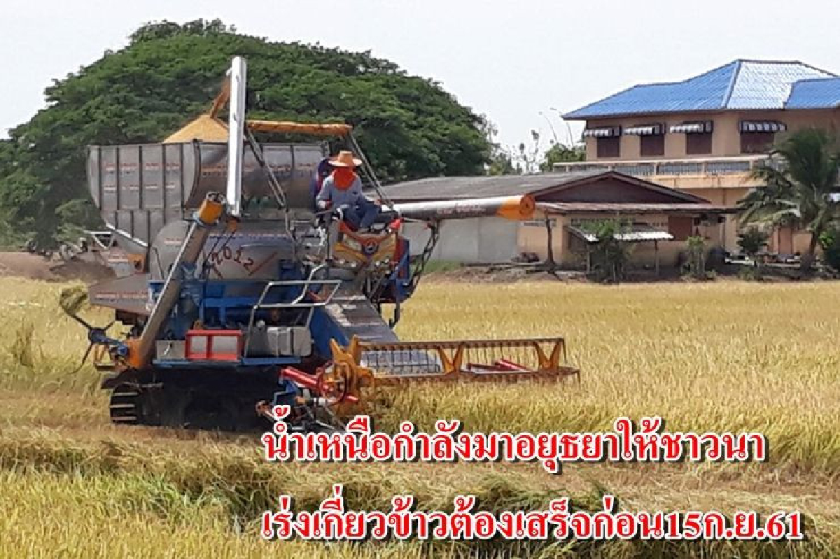 น้ำเหนือกำลังมา!อยุธยาให้ชาวนาเร่งเกี่ยวข้าวต้องเสร็จก่อน15ก.ย.61 น้ำเหนือกำลังมา!อยุธยาให้ชาวนาเร่งเกี่ยวข้าวต้องเสร็จก่อน15ก.ย.61