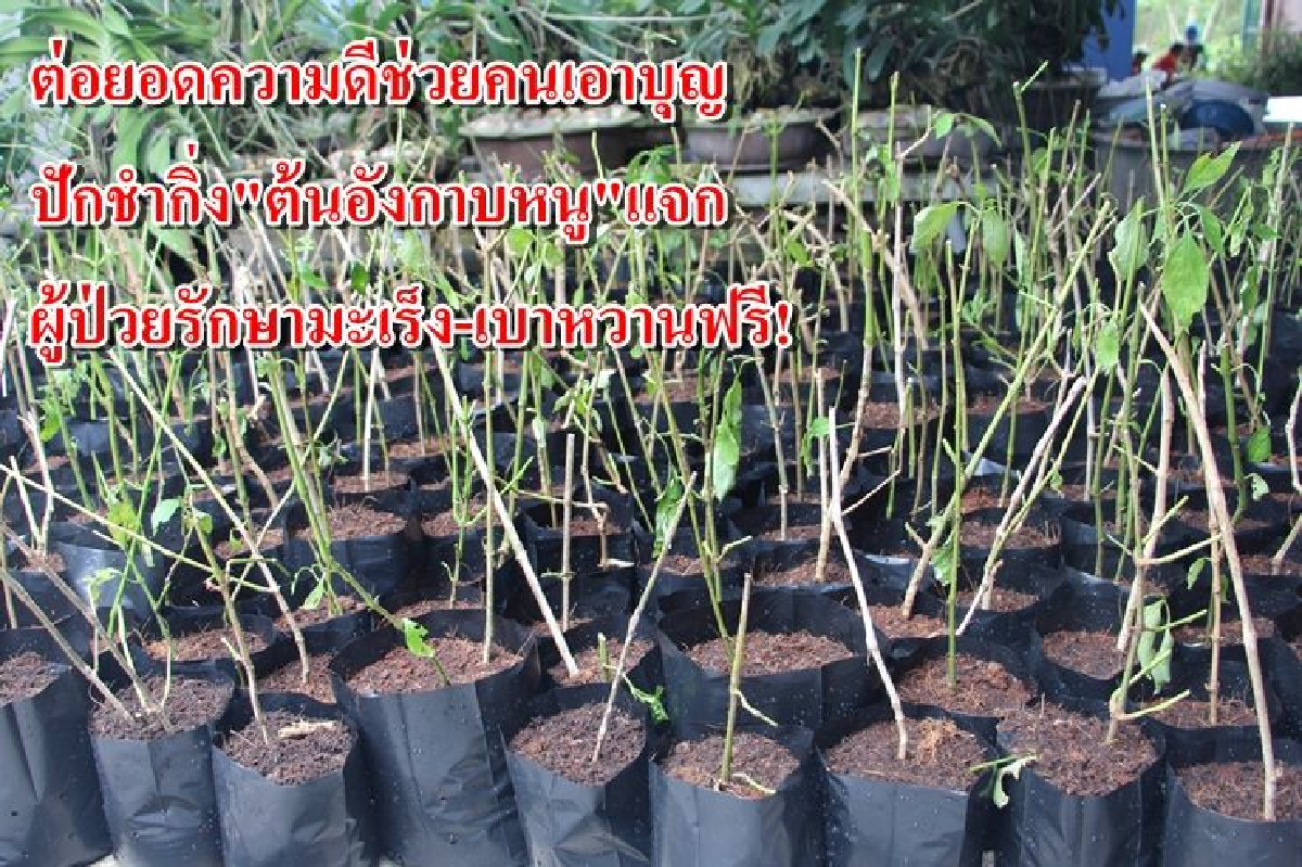 ปักชำกิ่ง"ต้นอังกาบหนู"แจกให้ผู้ป่วยโรค-เบาหวานฟรี! ปักชำกิ่ง"ต้นอังกาบหนู"แจกให้ผู้ป่วยโรค-เบาหวานฟรี!