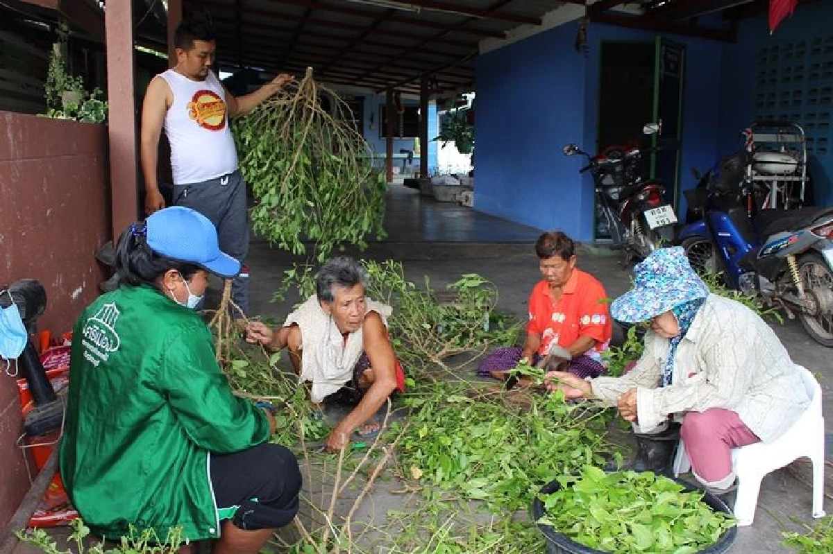 ปักชำกิ่ง"ต้นอังกาบหนู"แจกให้ผู้ป่วยโรค-เบาหวานฟรี!