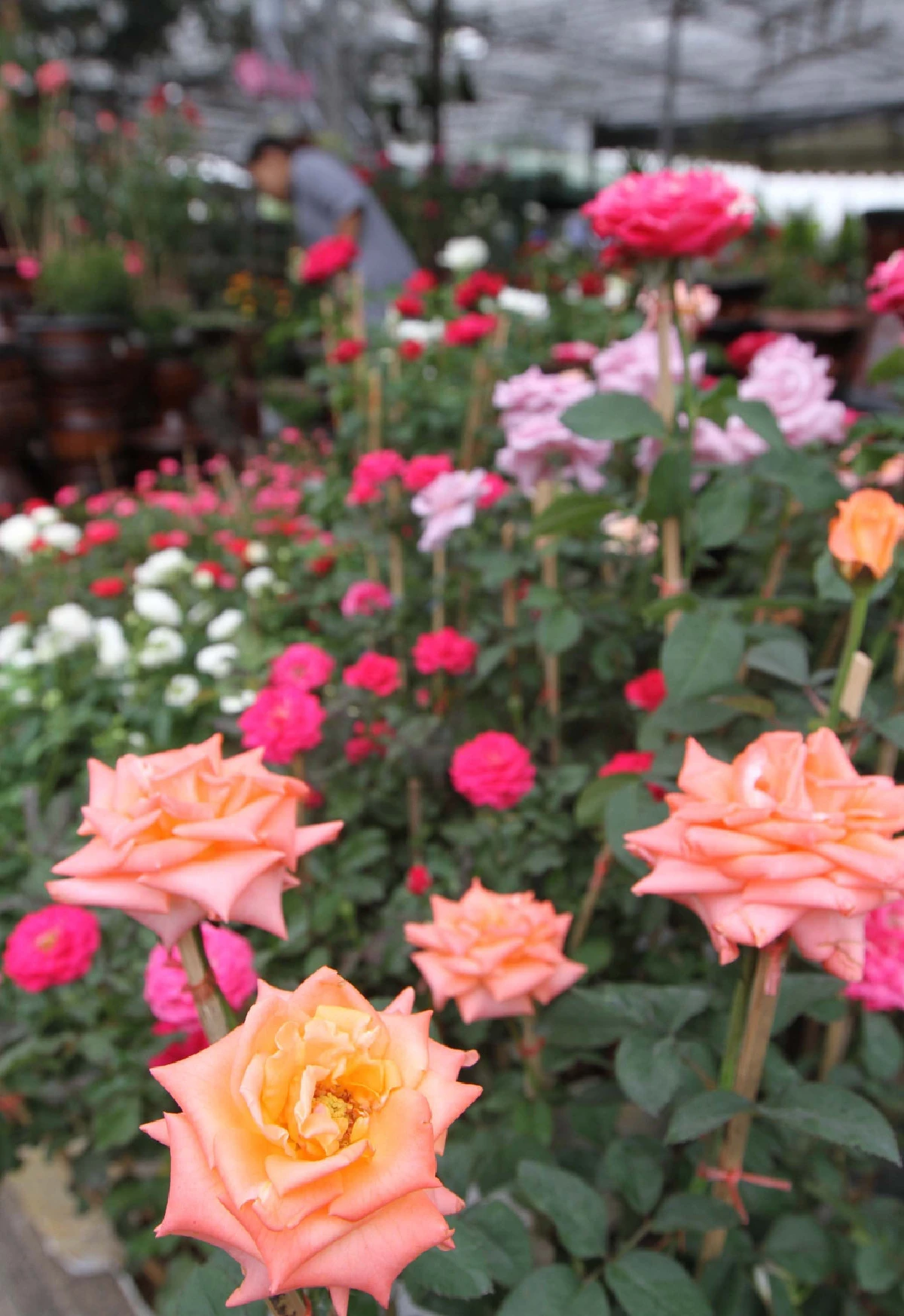 ไม้ดอกไม่มีดอก