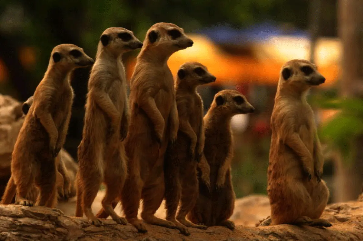 สวนสัตว์ดุสิต-เขาดินวนา ด้วยรักและผูกพัน