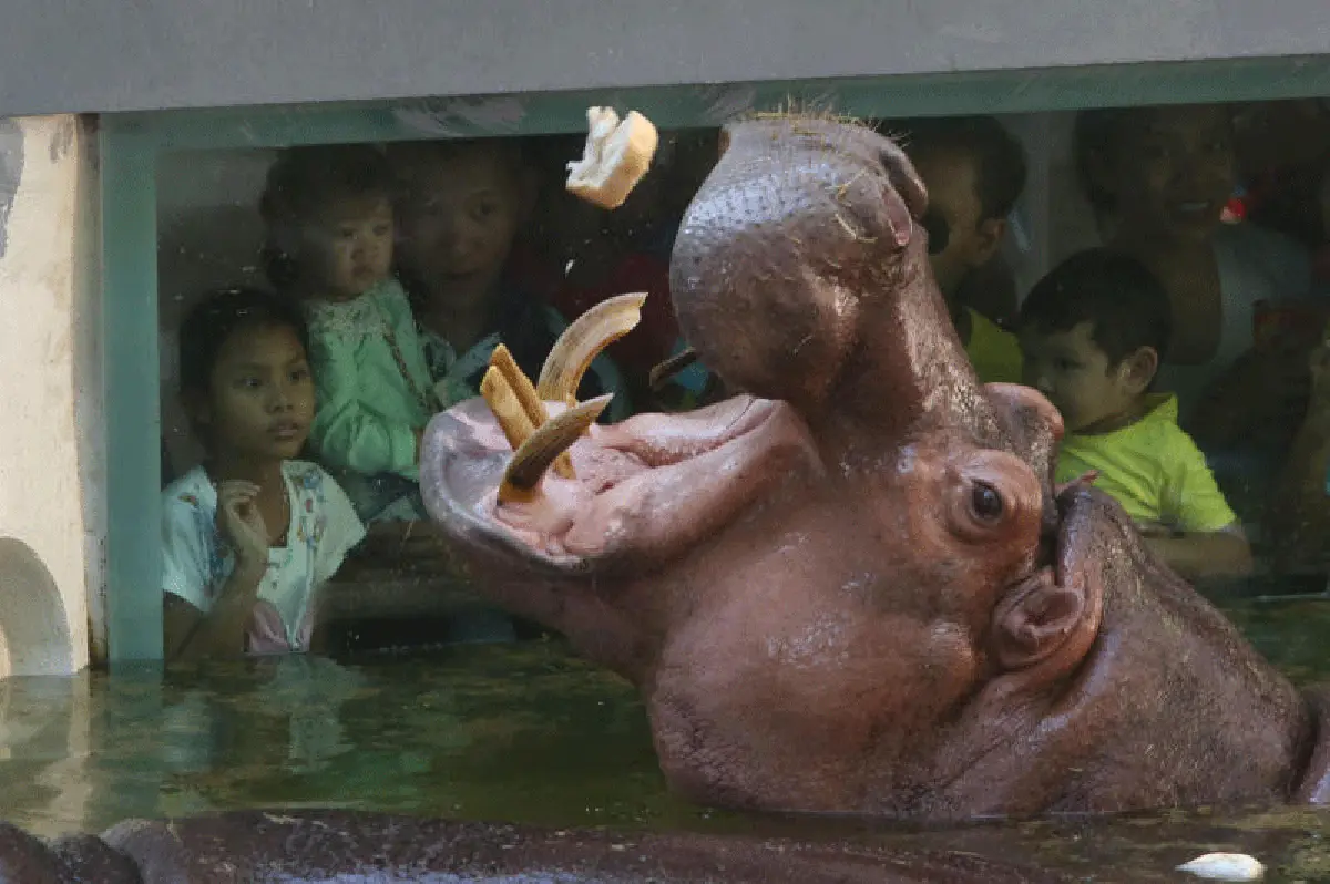 สวนสัตว์ดุสิต-เขาดินวนา ด้วยรักและผูกพัน