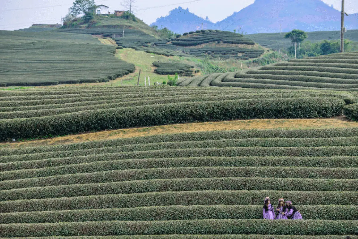 เที่ยวเวียดนามเหนือ เพลินชมดอกไม้ สัมผัสหลากวัฒนธรรม