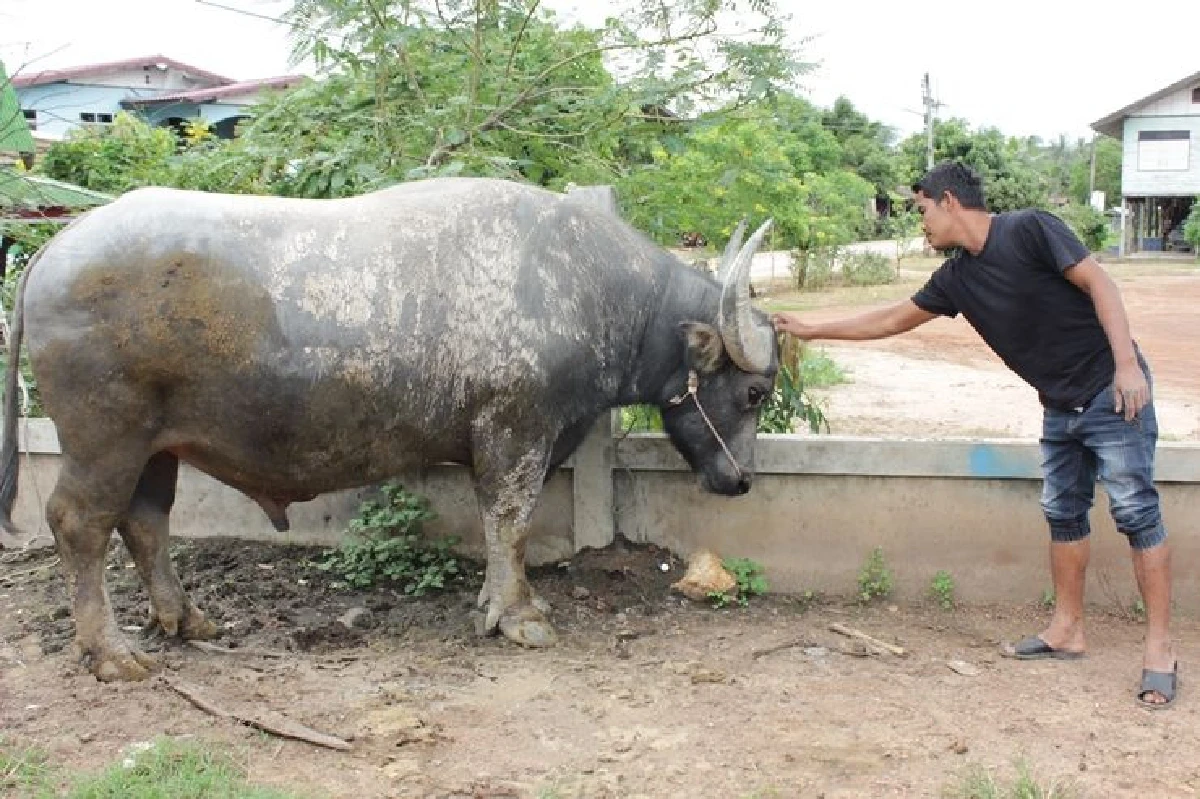 ชมควายพันธุ์ไทยแท้แพงสุดในอุตรดิตถ์สนนราคาครึ่งล้าน!