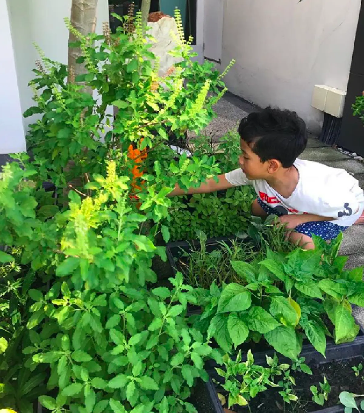 “ป๋อ” สุดภูมิใจ! หลังสอนลูกปลูกผักสวนครัวกินเองที่บ้าน