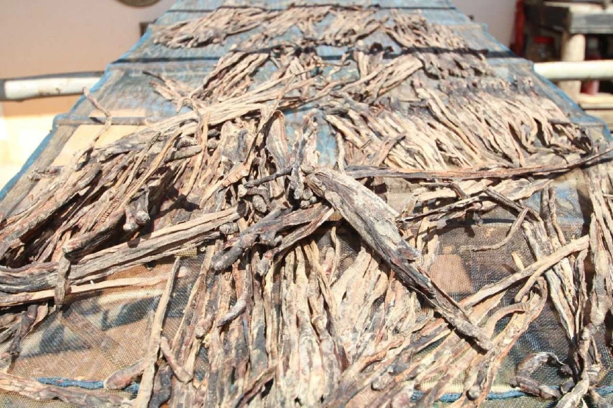 "ไส้เดือนตากแห้ง" ชาวบ้านเผยอาชีพเสริมรายได้งาม จีน-ไต้หวันต้องการไม่อั้น!