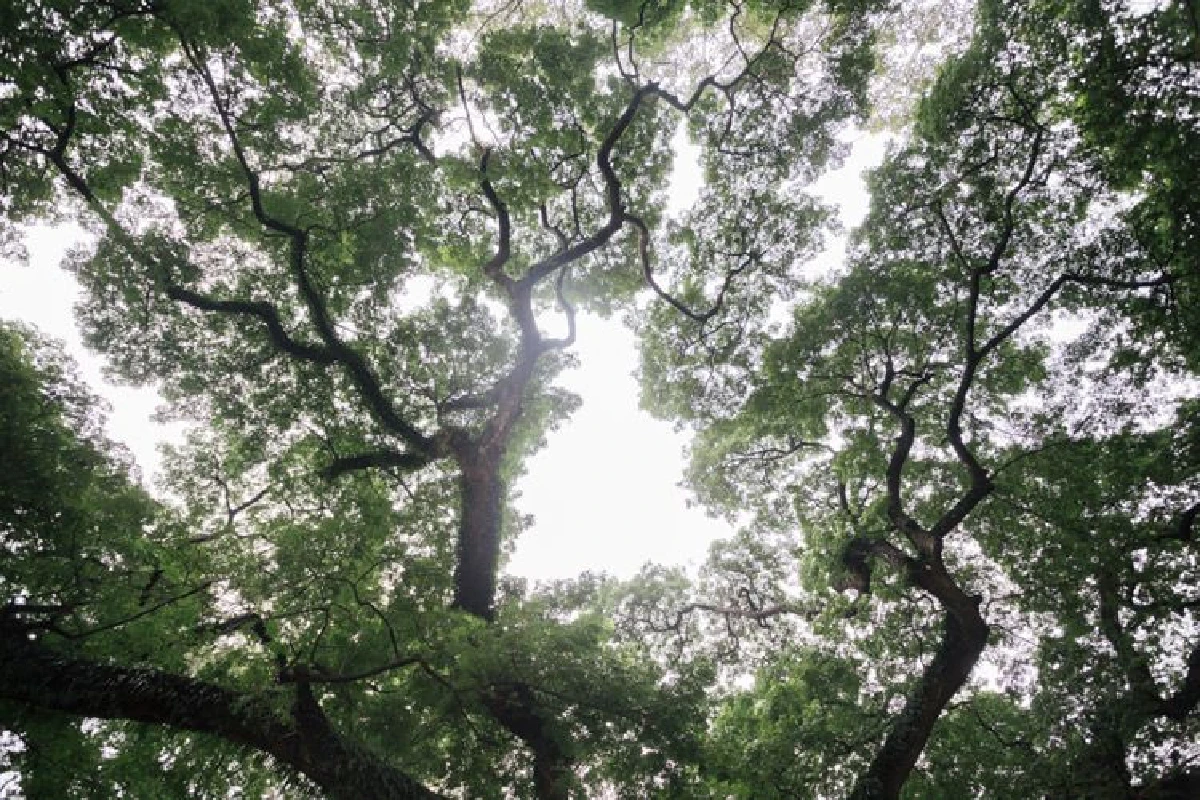 TCP ชวนคนรุ่นใหม่สานต่อความยั่งยืน จัดโครงการ TCP Spirit ครั้งที่ 2 "หมอต้นไม้ เชียงใหม่"