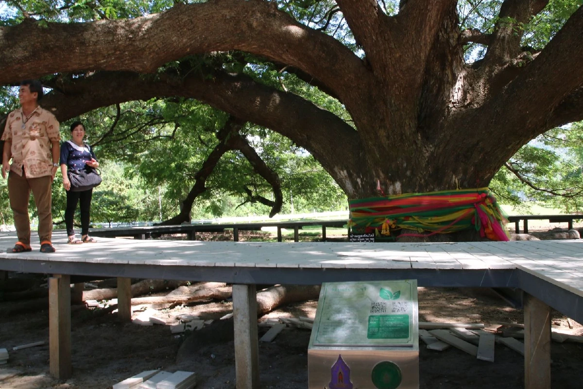 เจ้าหน้าที่รัฐเอาผิดผู้โพสต์ให้ร้ายปมสร้างทางเดินรอบต้นจามจุรียักษ์