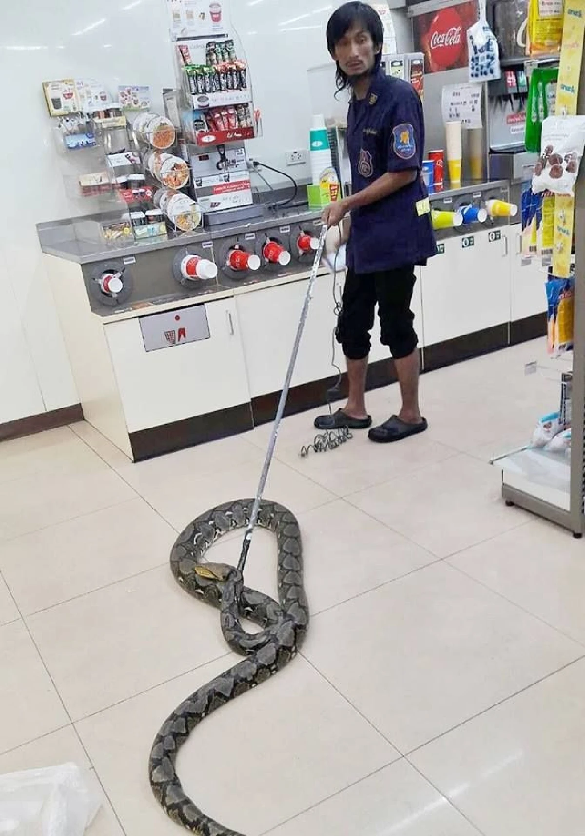 พนักงานเซเว่น ผงะ! เจองูเหลือม 4 เมตรนอนขดหน้าตู้แช่