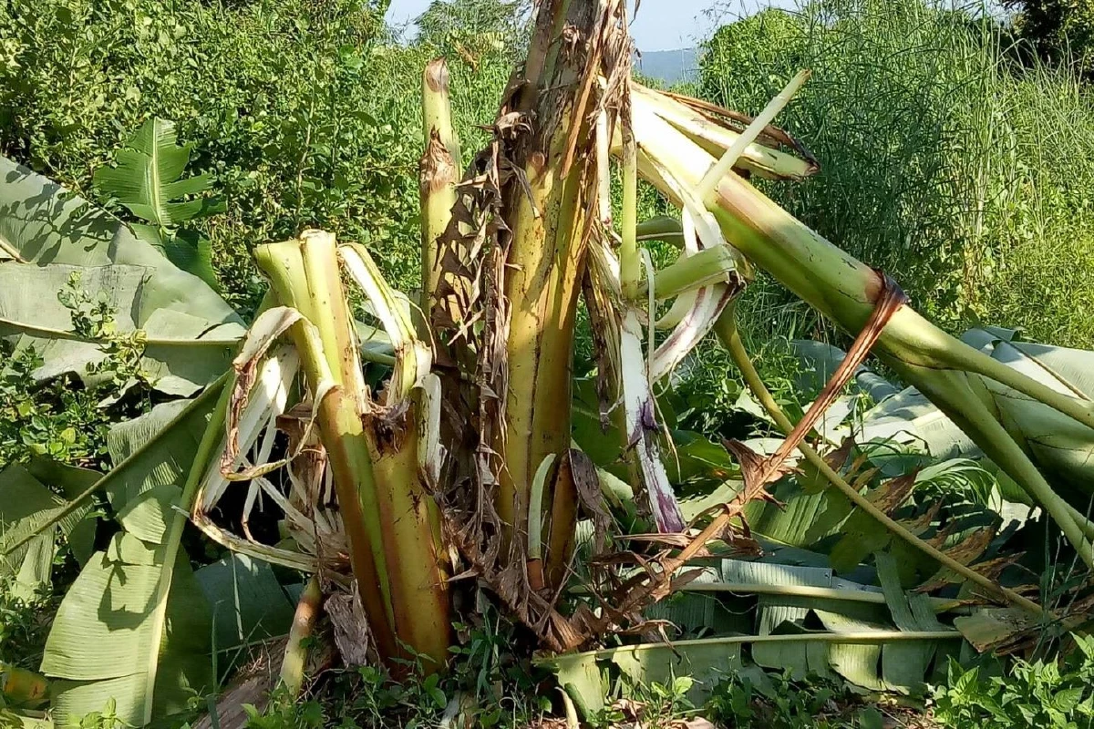 ป่าไม้วางกรงในสวนล่อแม่หมีเขาใหญ่หลังจับลูกของมันได้