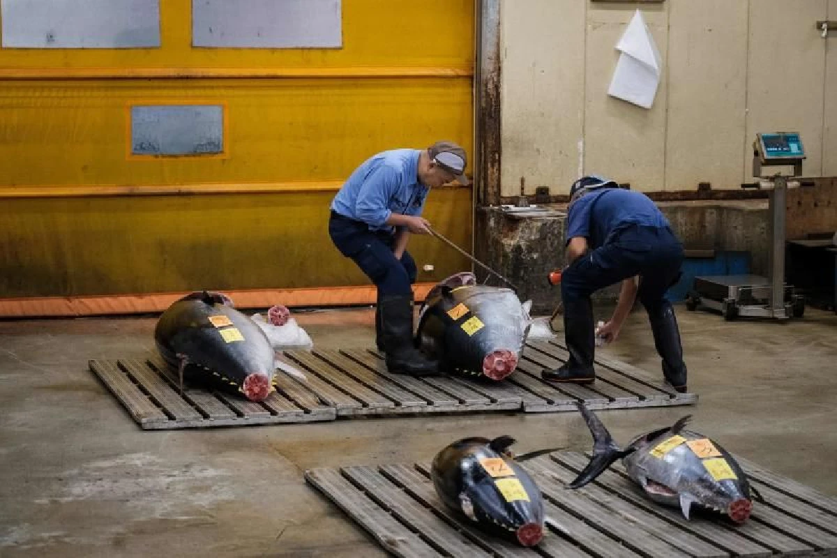 อำลา 83 ปี ตลาดปลาซึกิจิ ปิดตัวอย่างเป็นทางการ