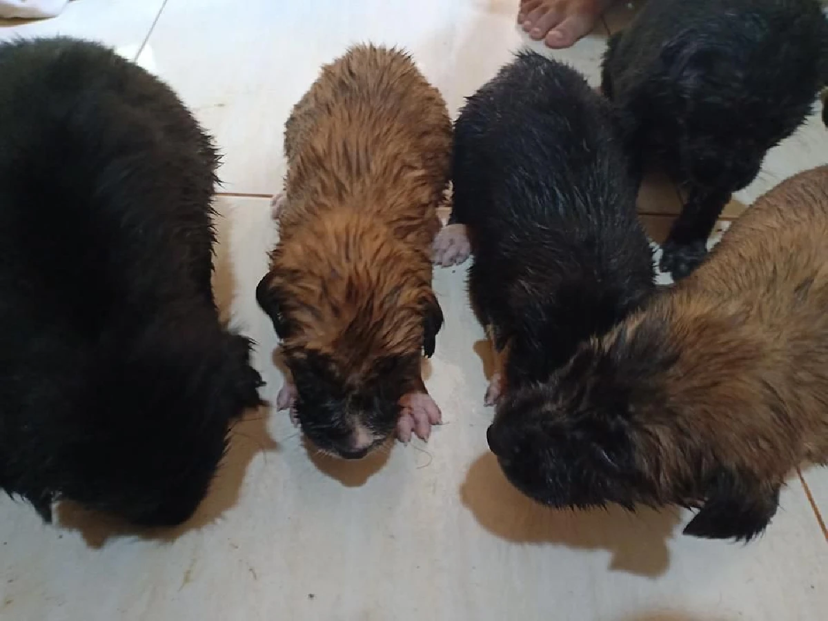 หนุ่มใต้โดดลงบ่อโคลนช่วยแก๊งเจ้าตูบ