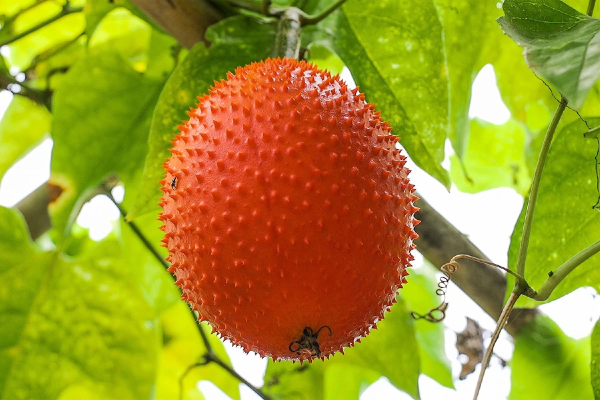 ‘บ้านศาลาดิน’ สร้างสุขสู่ชุมชนด้วยนวัตวิถี