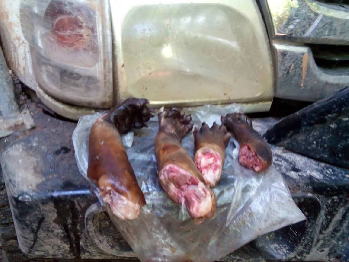 แก๊งปลัดอำเภอปฏิเสธล่าสัตว์ป่าไทรโยค จนท.เผยเจอแค่อุ้งตีนหมี4ข้างคาดเนื้อถูกกินหมดแล้ว