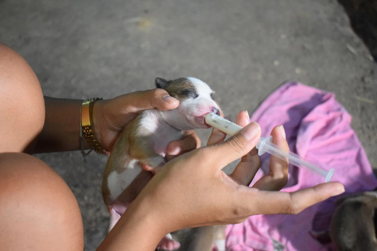 ความเมตตาเกิดจากใจแม่ค้าช่วยลูกหมา7ตัวกำลังดูดนมแม่สุนัขตายเพราะถูกงูกัด