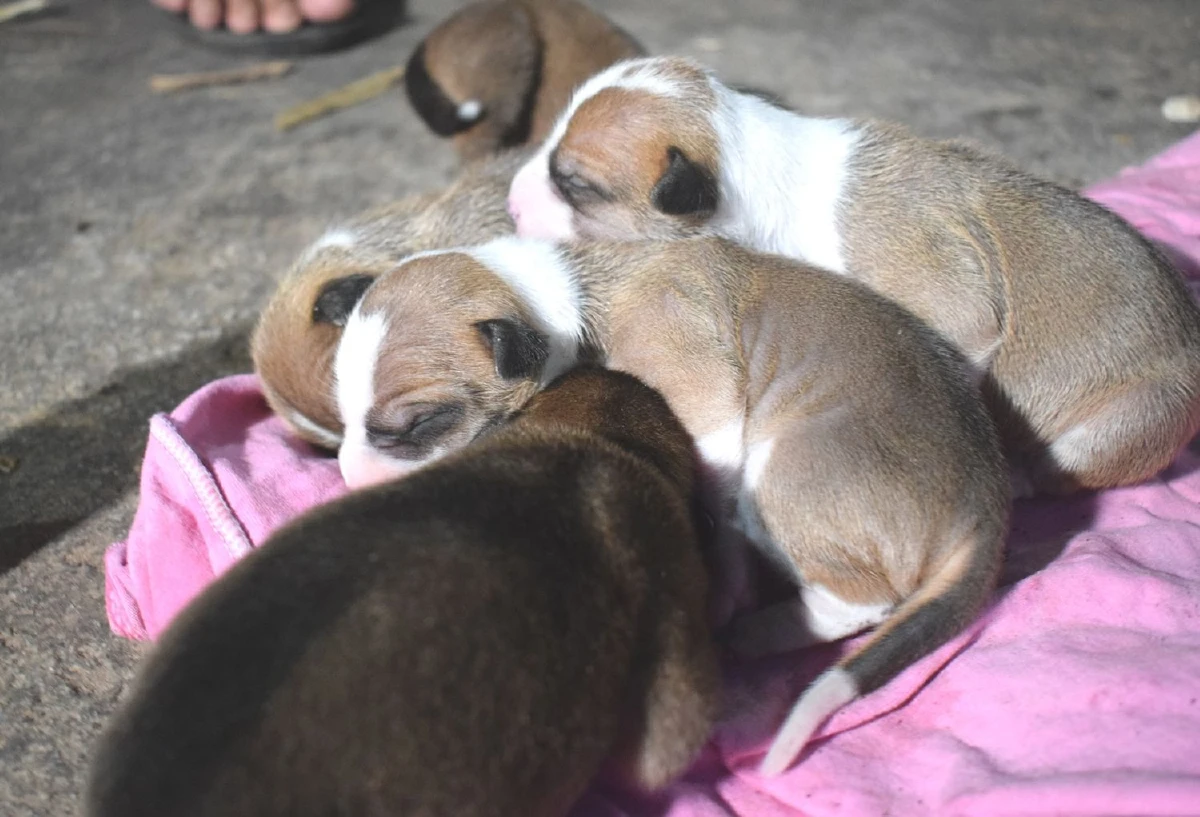 ความเมตตาเกิดจากใจแม่ค้าช่วยลูกหมา7ตัวกำลังดูดนมแม่สุนัขตายเพราะถูกงูกัด