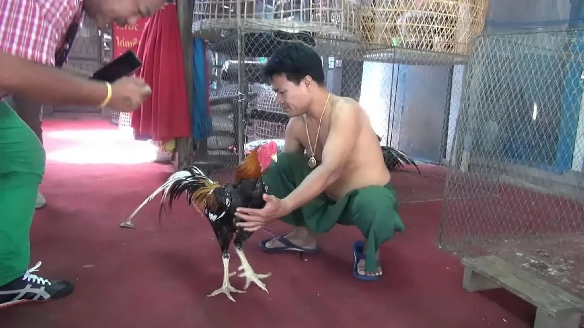 ตะลึง!"เจ้าหงส์ทอง"ไก่5พระองค์สมบัติคู่ชาติราคา20ล.