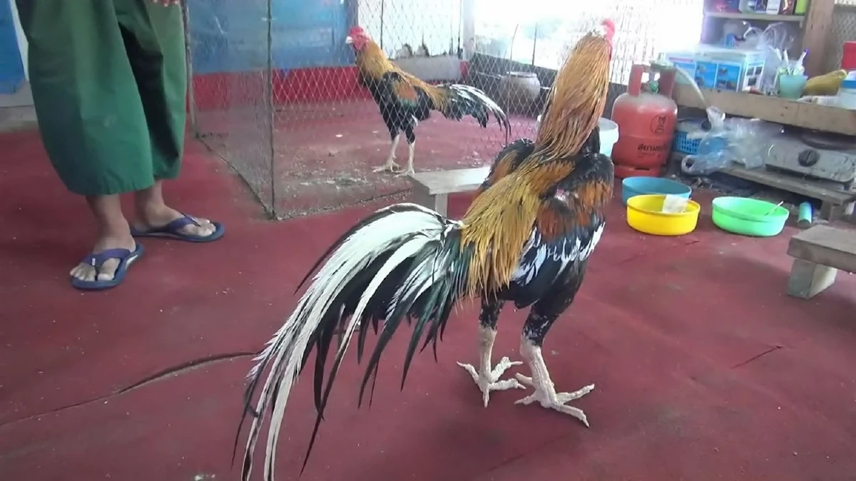 ตะลึง!"เจ้าหงส์ทอง"ไก่5พระองค์สมบัติคู่ชาติราคา20ล.