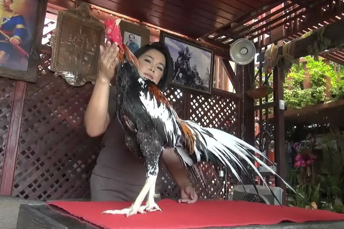 ตะลึง!"เจ้าหงส์ทอง"ไก่5พระองค์สมบัติคู่ชาติราคา20ล. ตะลึง!"เจ้าหงส์ทอง"ไก่5พระองค์สมบัติคู่ชาติราคา20ล.