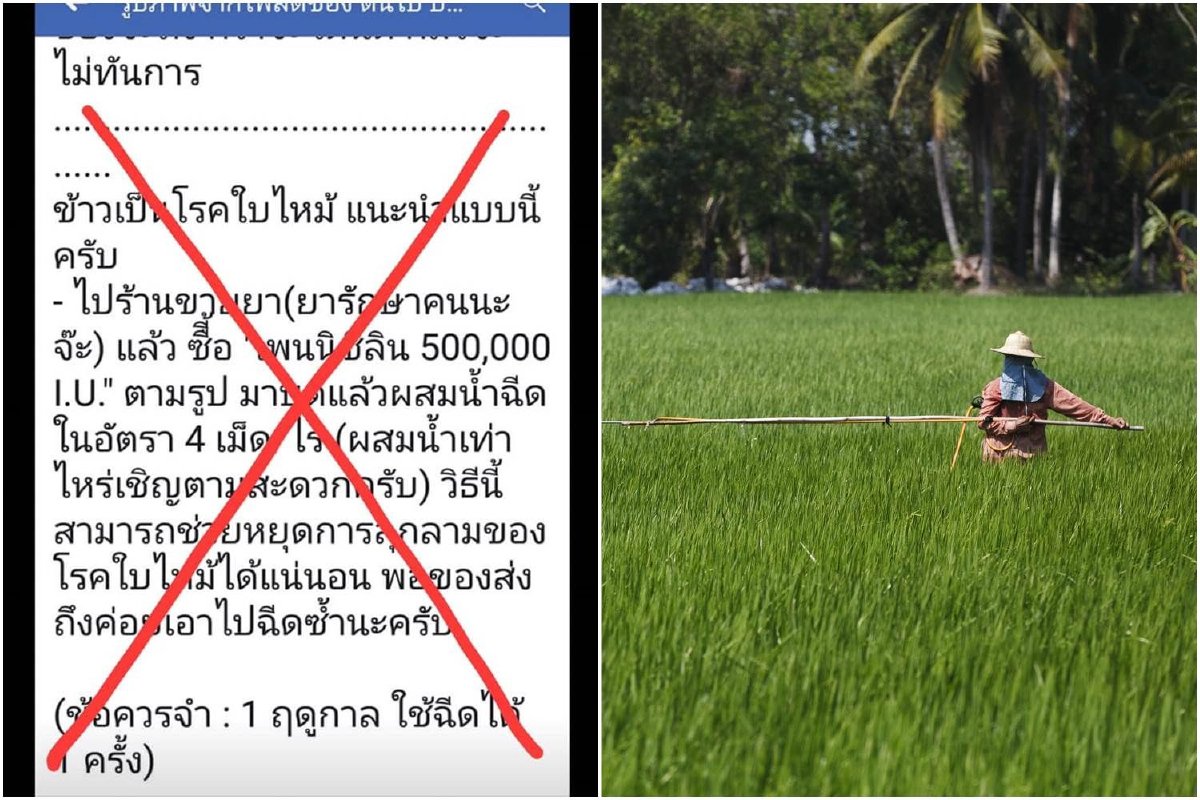 นักวิชาการเตือนชาวนาอย่าหลงเชื่อนำ "เพนนิซิลิน" มาฉีดข้าว ชี้อันตรายอย่างมาก นักวิชาการเตือนชาวนาอย่าหลงเชื่อนำ "เพนนิซิลิน" มาฉีดข้าว ชี้อันตรายอย่างมาก
