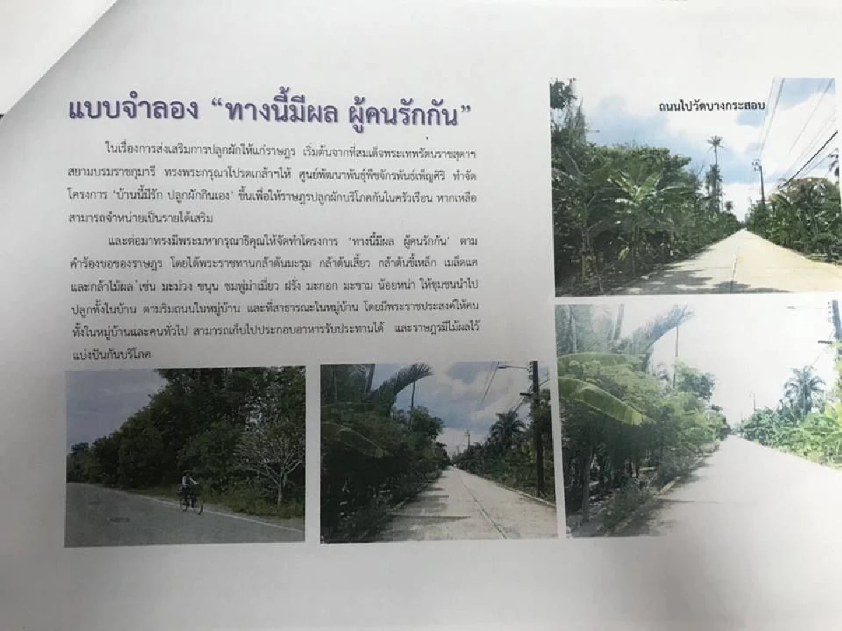"ป่าไม้" แจงการตัดไม้ที่บางกระเจ้า ไม่ใช่การทำลายป่า