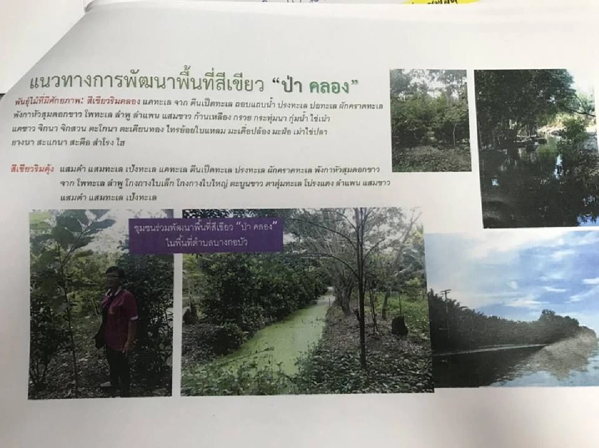 "ป่าไม้" แจงการตัดไม้ที่บางกระเจ้า ไม่ใช่การทำลายป่า